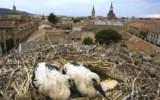 Ruta de las Cigüeñas en Alcalá de Henares